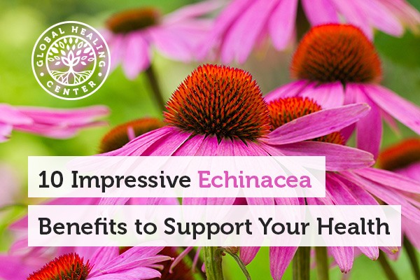 10 Impressive Echinacea Benefits to Support Your Health