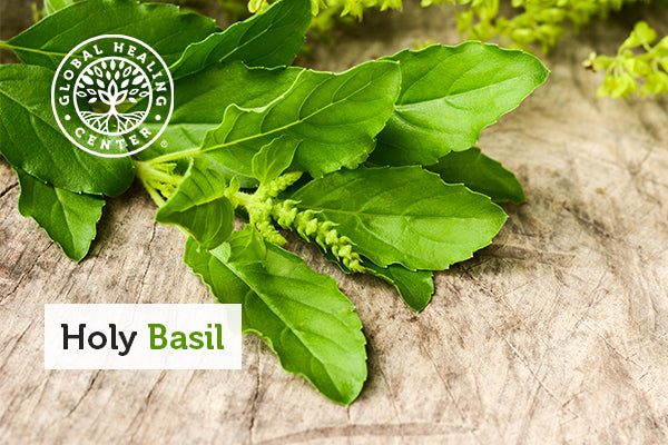 Holy Basil: Top 12 Amazing Health Benefits of Tulsi